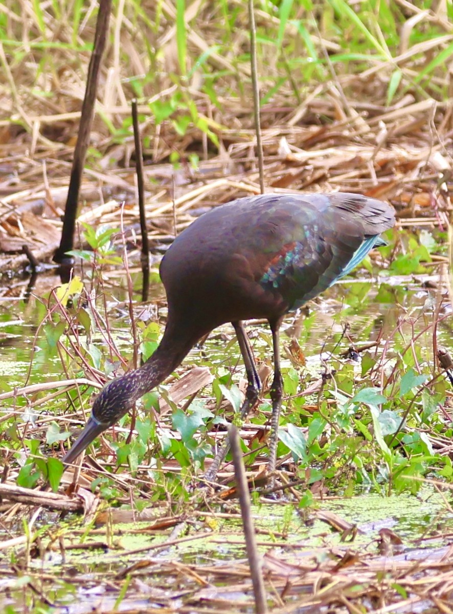 Glossy Ibis - ML613582401