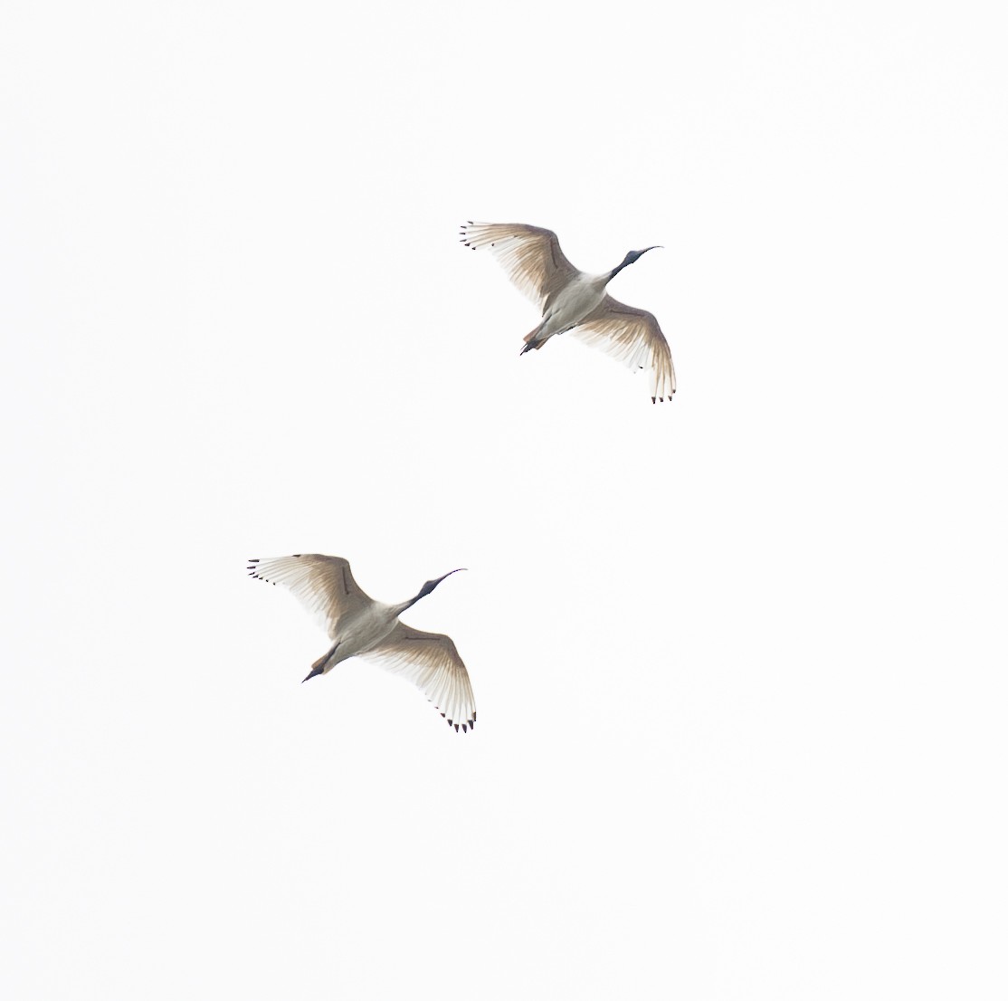 ibis australský - ML613582487