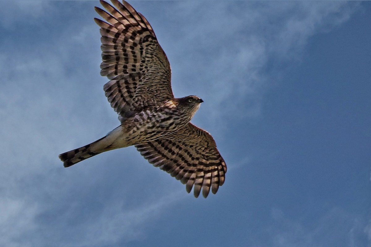 Sharp-shinned Hawk - David Webster