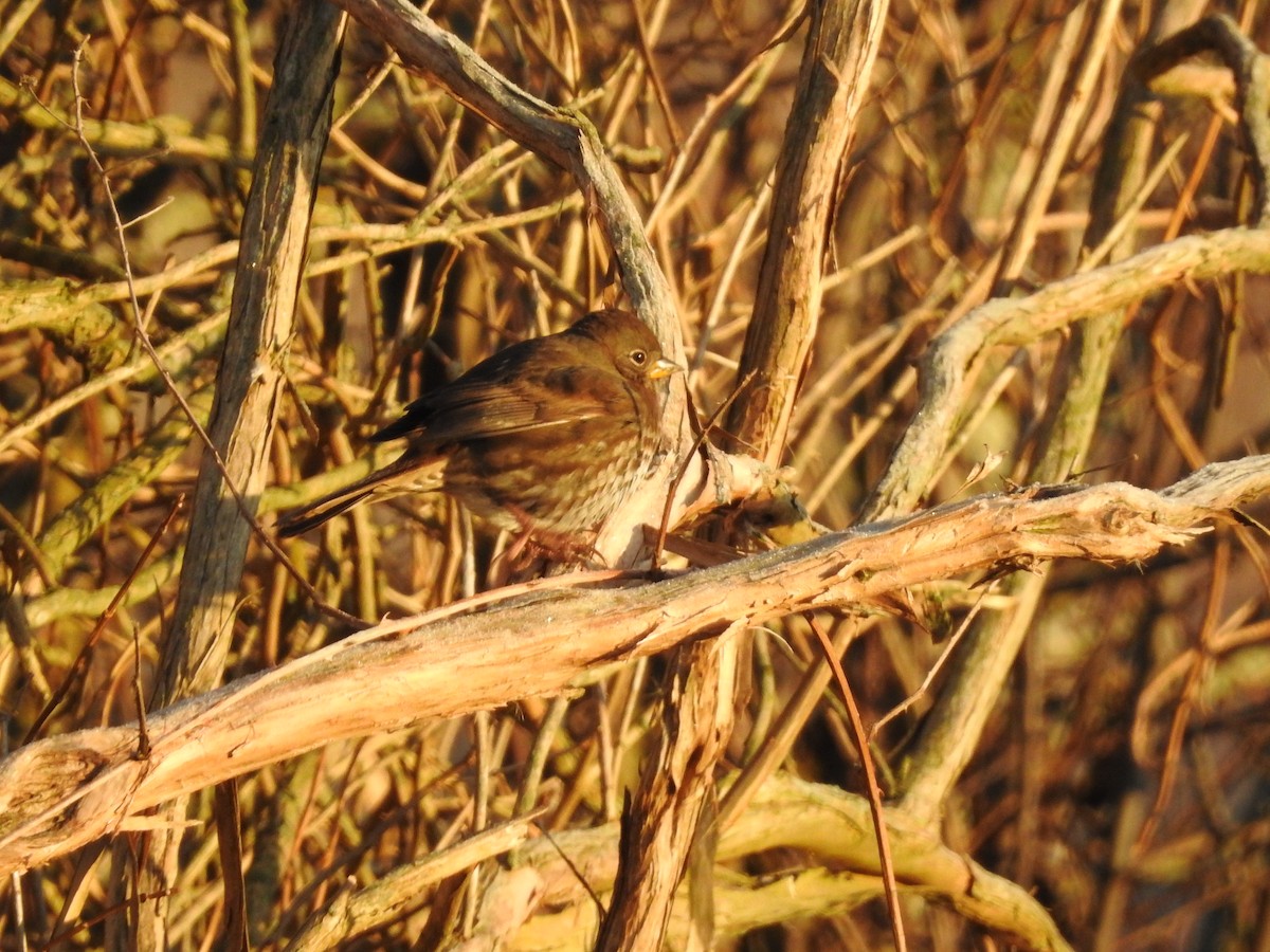 Fox Sparrow - ML613582601