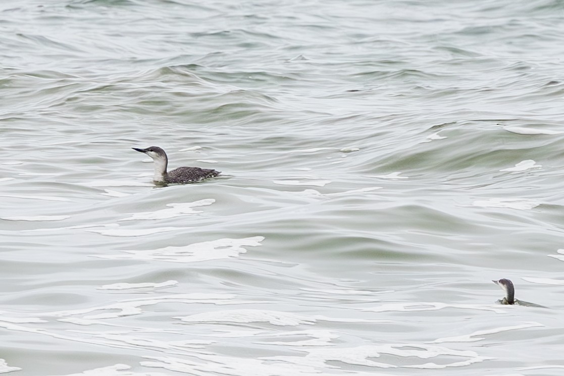 Red-throated Loon - ML613582640