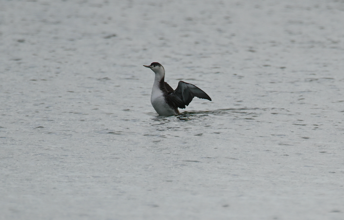 Red-throated Loon - ML613582702