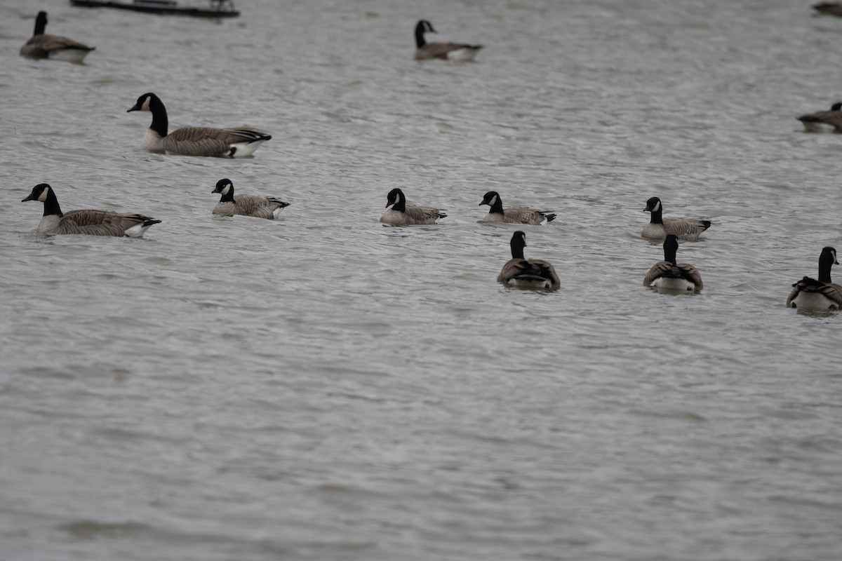 Cackling Goose - ML613582797