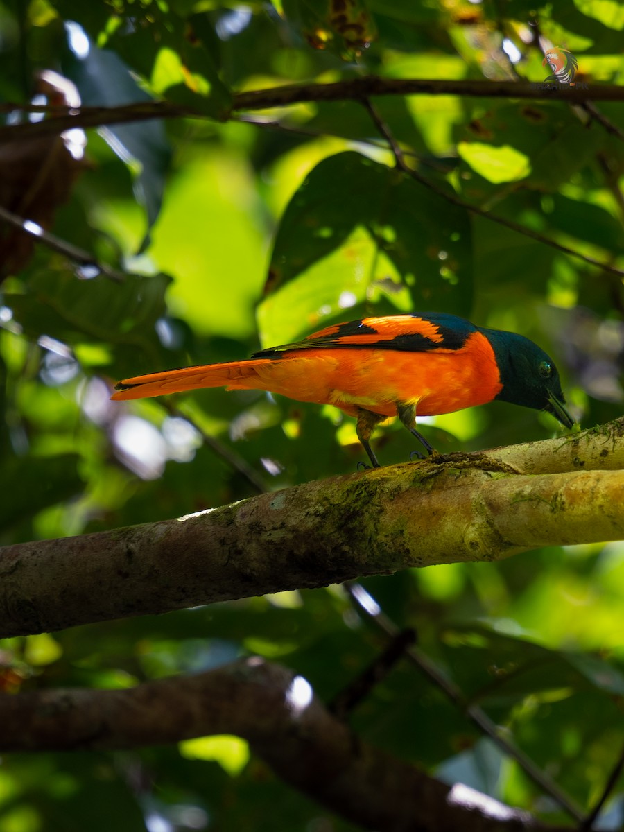 Scarlet Minivet - ML613582801