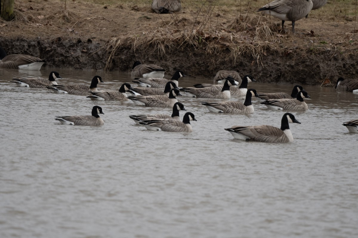 Cackling Goose - ML613582811