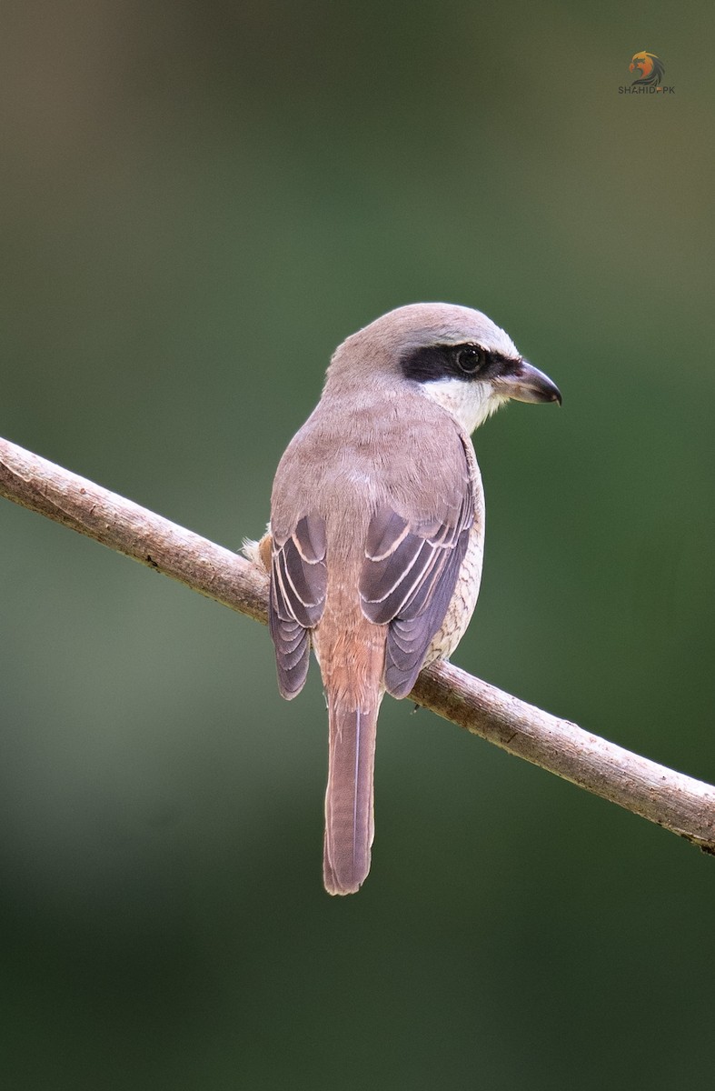 Brown Shrike - ML613582840