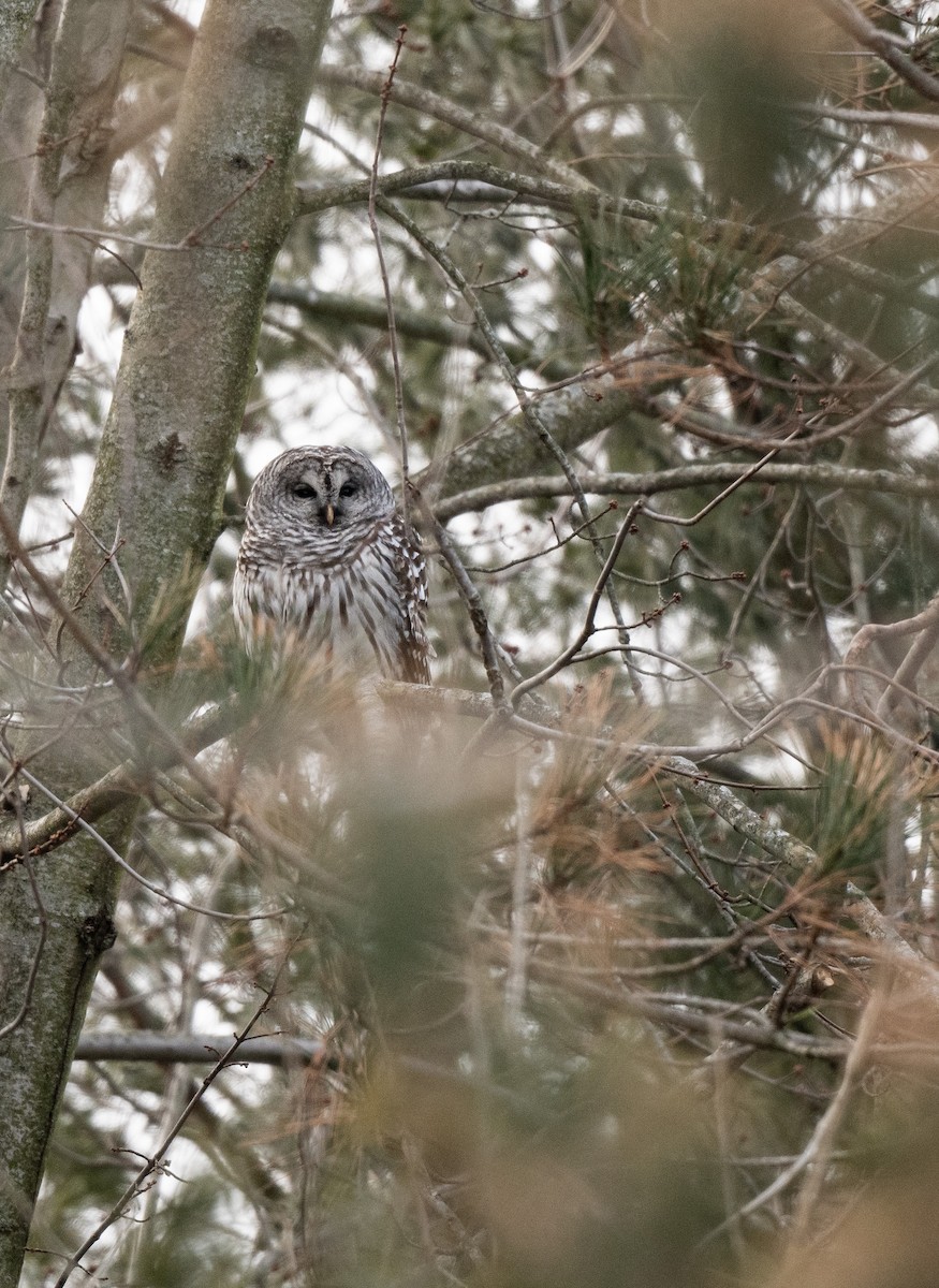 Barred Owl - Mandy Roberts