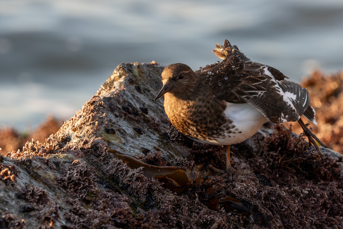 Black Turnstone - ML613582905