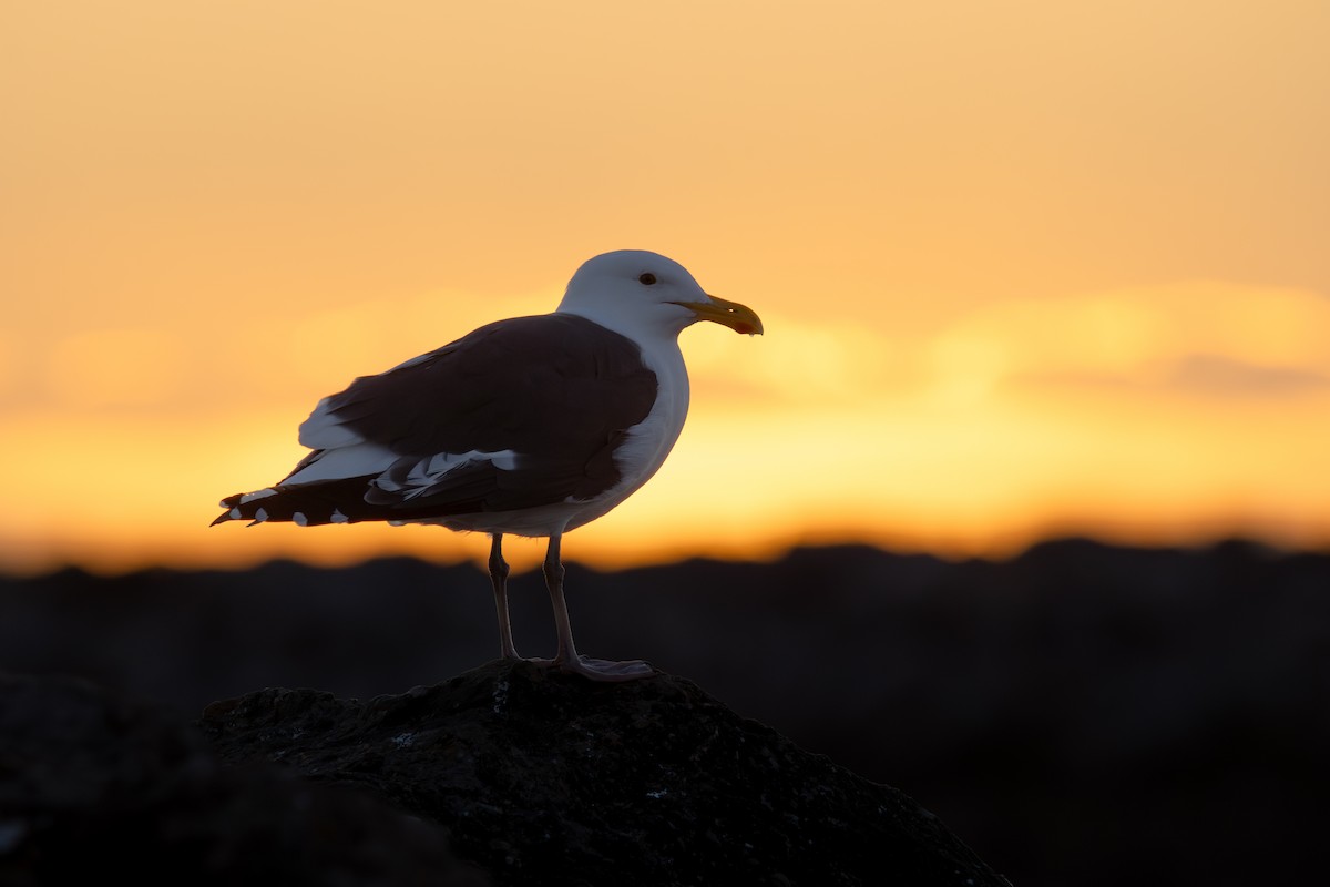 Western Gull - ML613582914