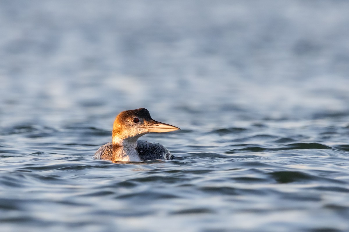 Common Loon - ML613582951