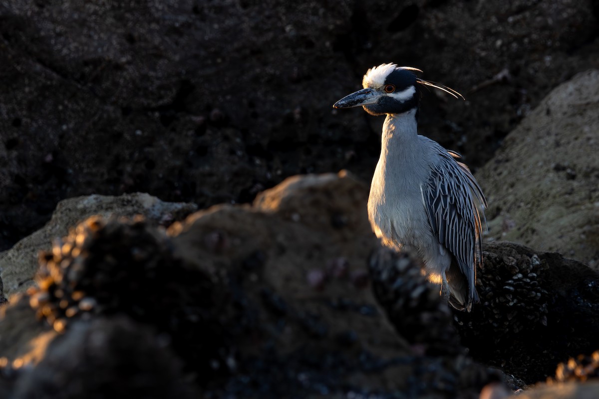 Yellow-crowned Night Heron - Alex Smilor