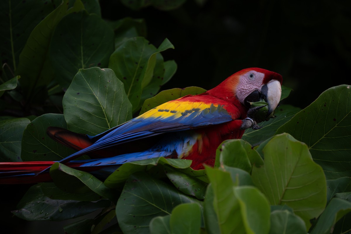 Scarlet Macaw - Charles Thomas