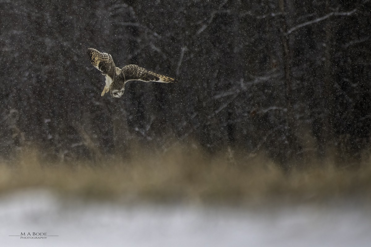 Short-eared Owl - Matthew Bode