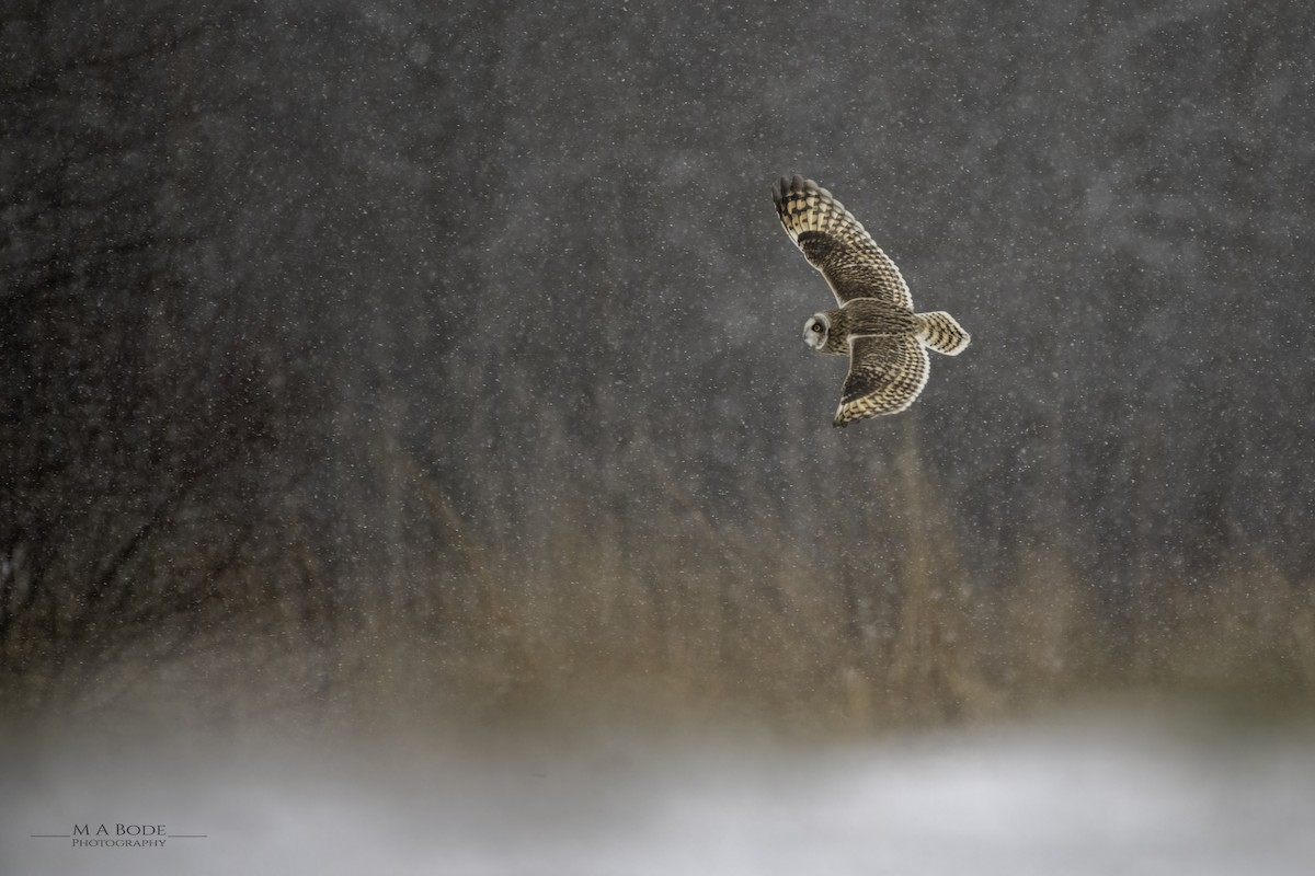 Short-eared Owl - Matthew Bode