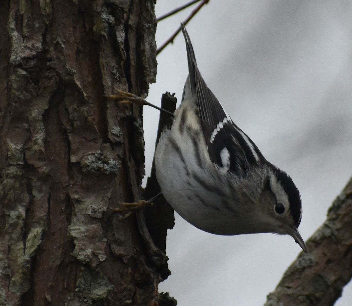Black-and-white Warbler - ML613583024