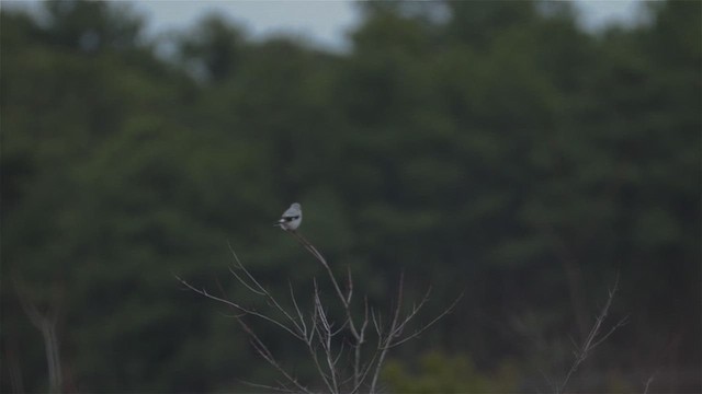 Northern Shrike - ML613583046