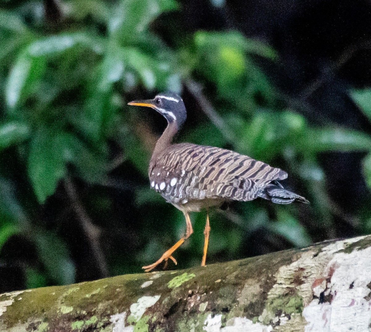 Sunbittern - ARTUR Souza