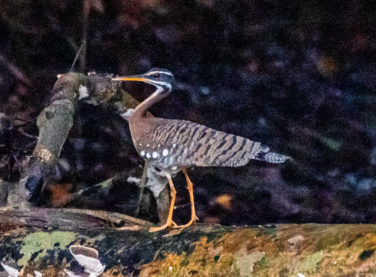 Sunbittern - ML613583061