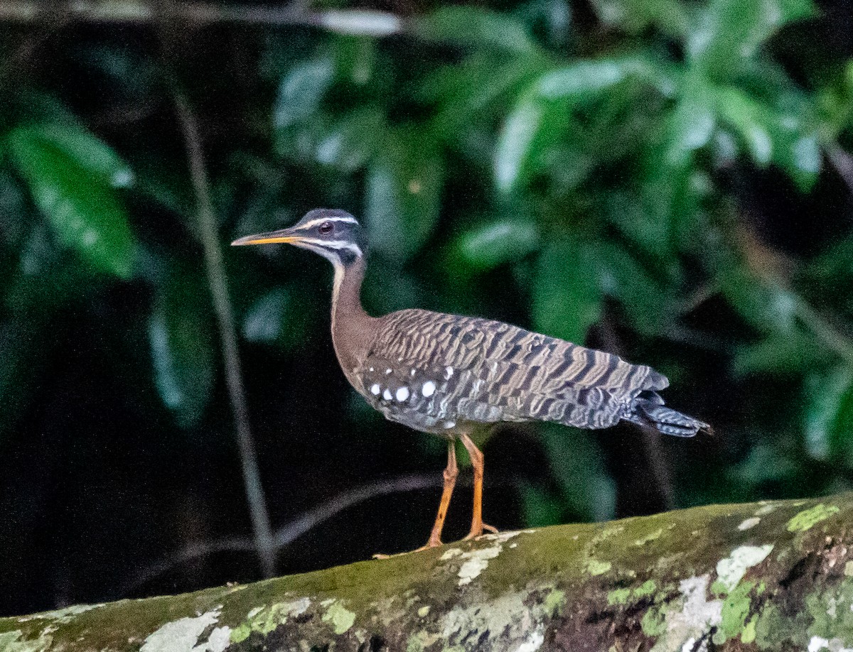 Sunbittern - ARTUR Souza