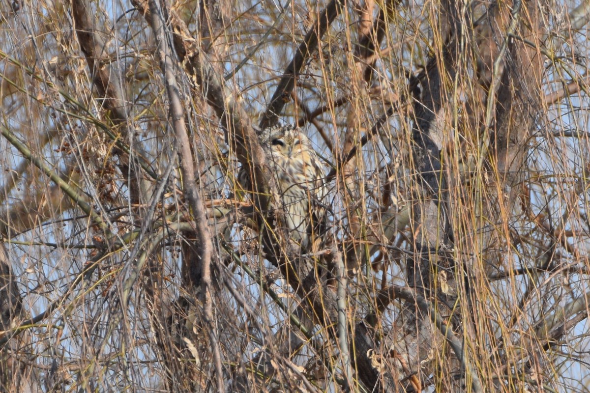 Short-eared Owl - ML613583070