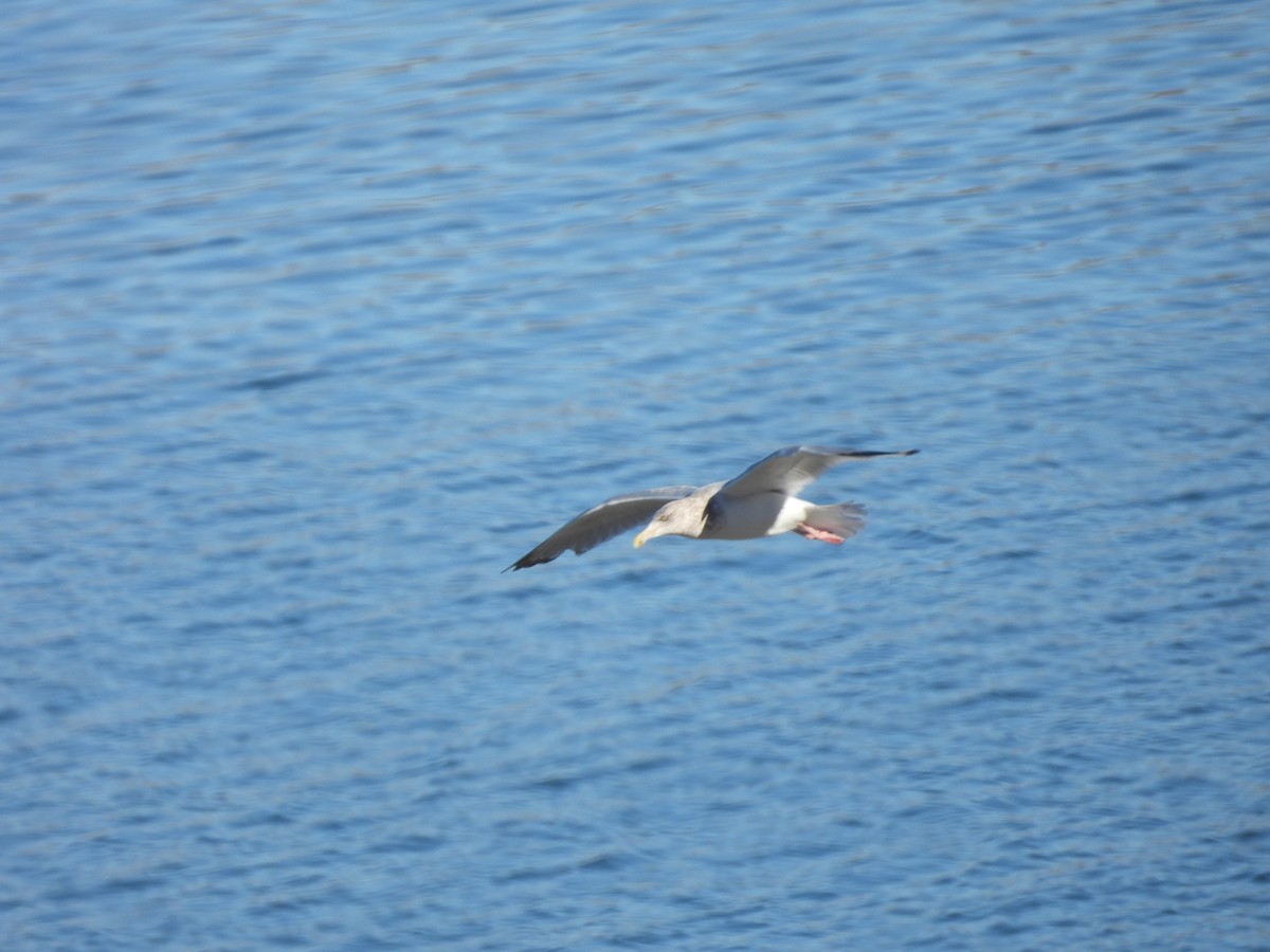 Herring Gull (American) - ML613583130