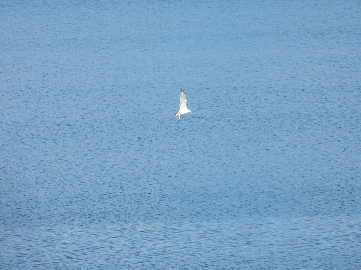 Herring Gull (American) - ML613583150