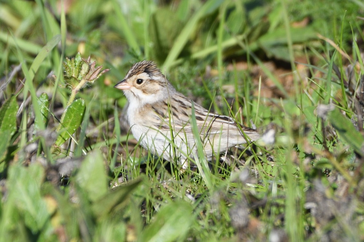 Clay-colored Sparrow - ML613583191