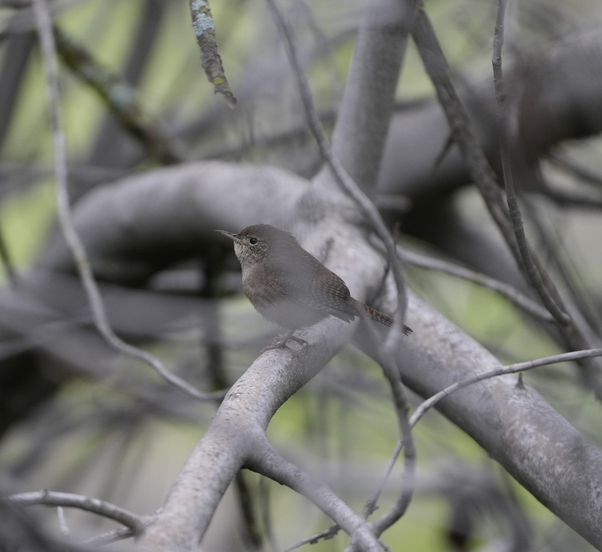 Northern House Wren - ML613583238