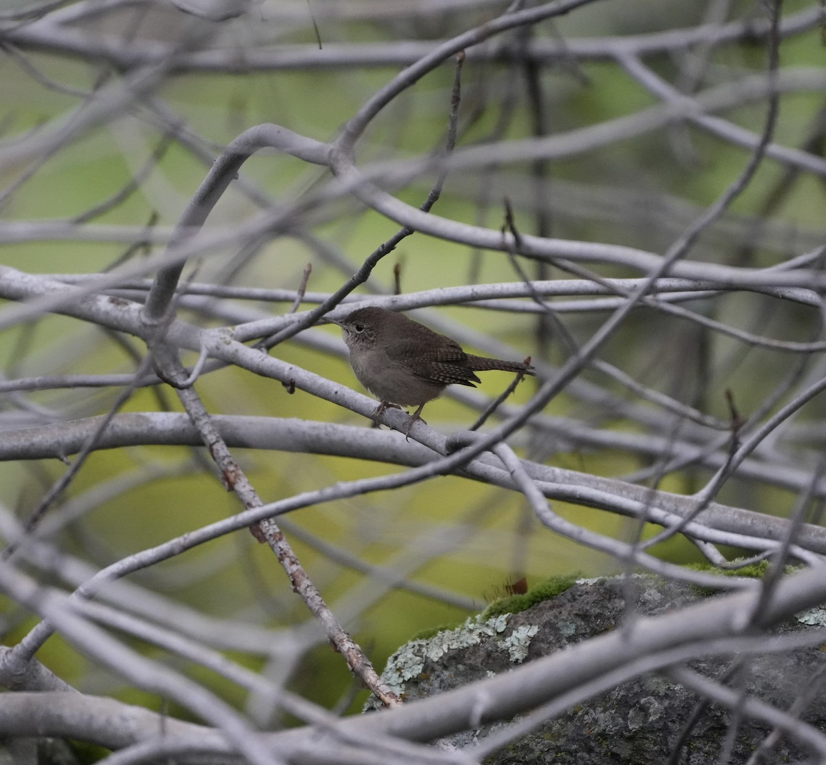 Northern House Wren - ML613583239