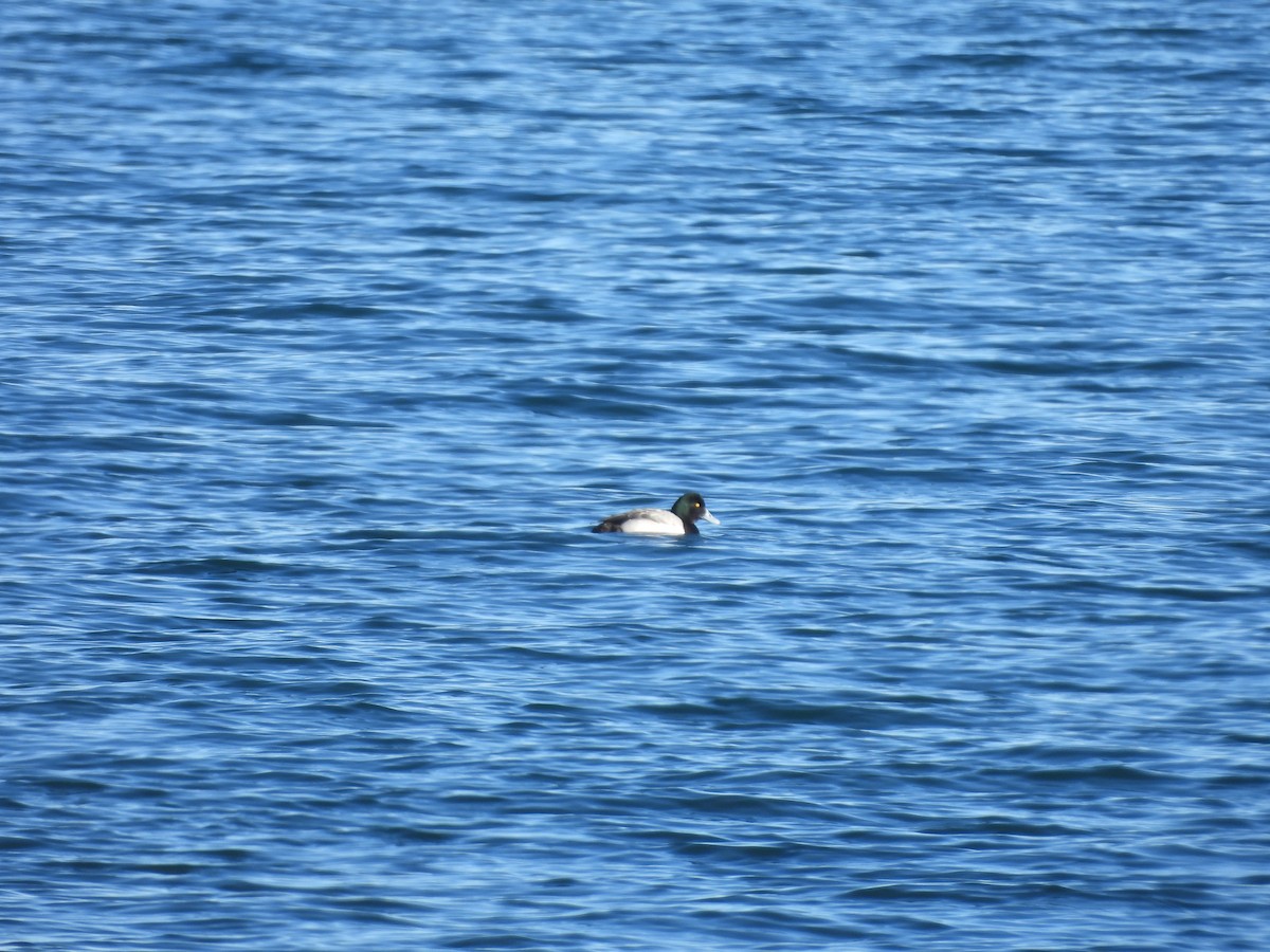 Greater Scaup - ML613583350