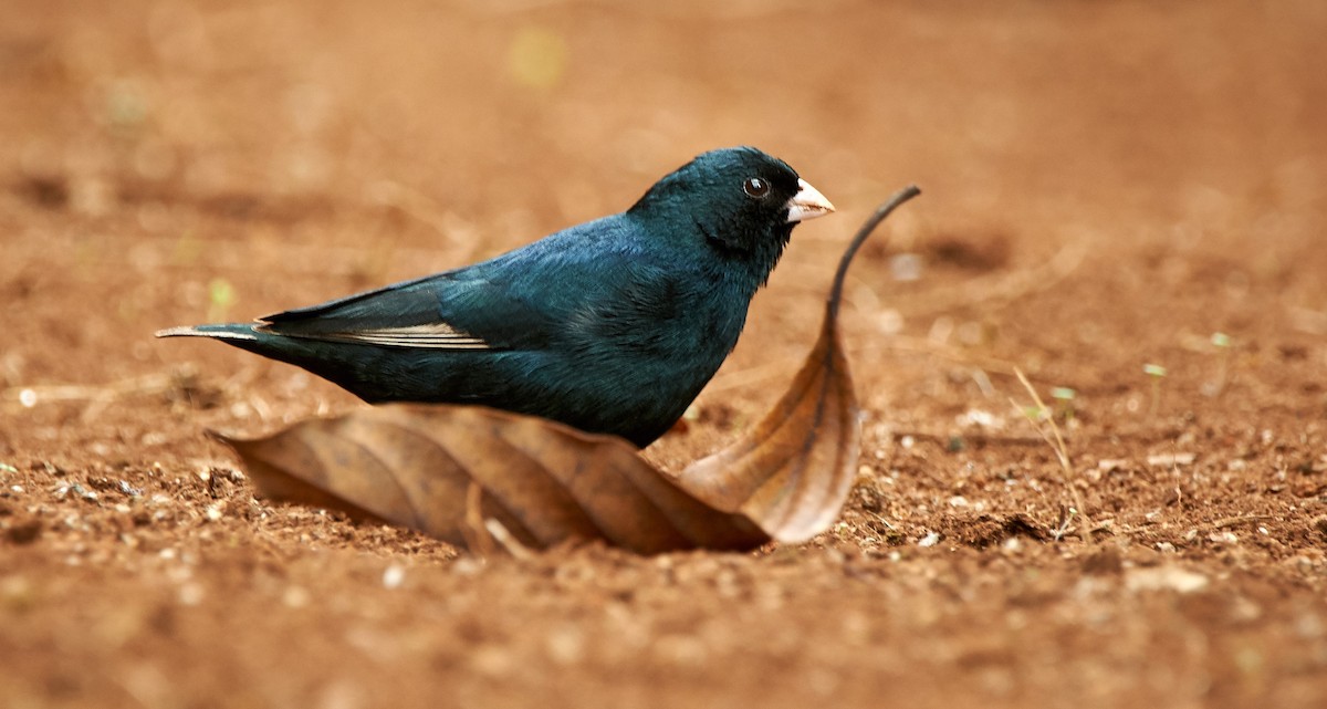 Cameroon Indigobird - ML613583396