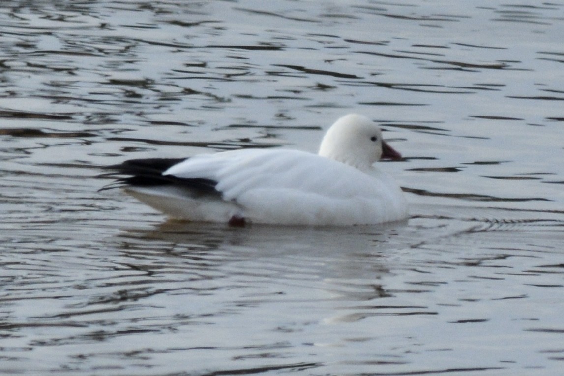 Ross's Goose - ML613583489