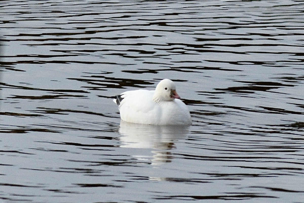 Ross's Goose - ML613583490