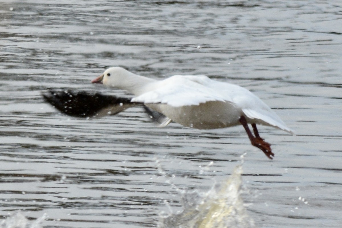 Ross's Goose - ML613583491