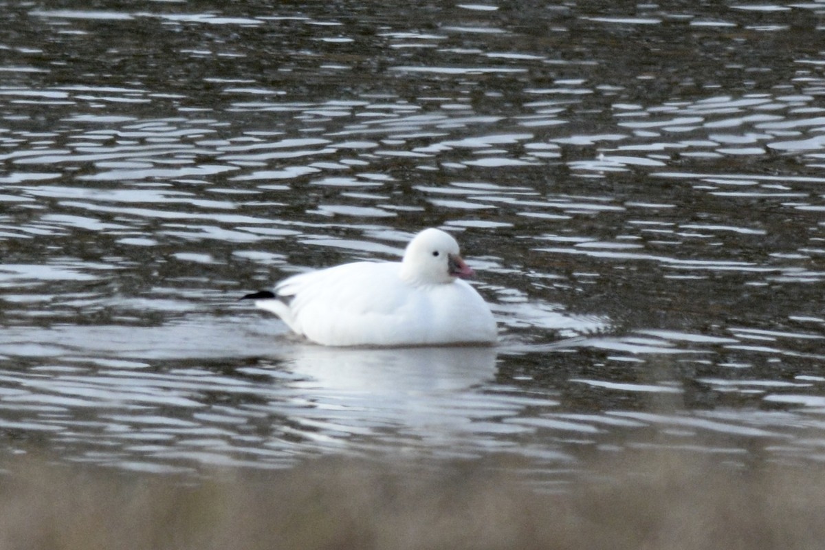 Ross's Goose - ML613583492