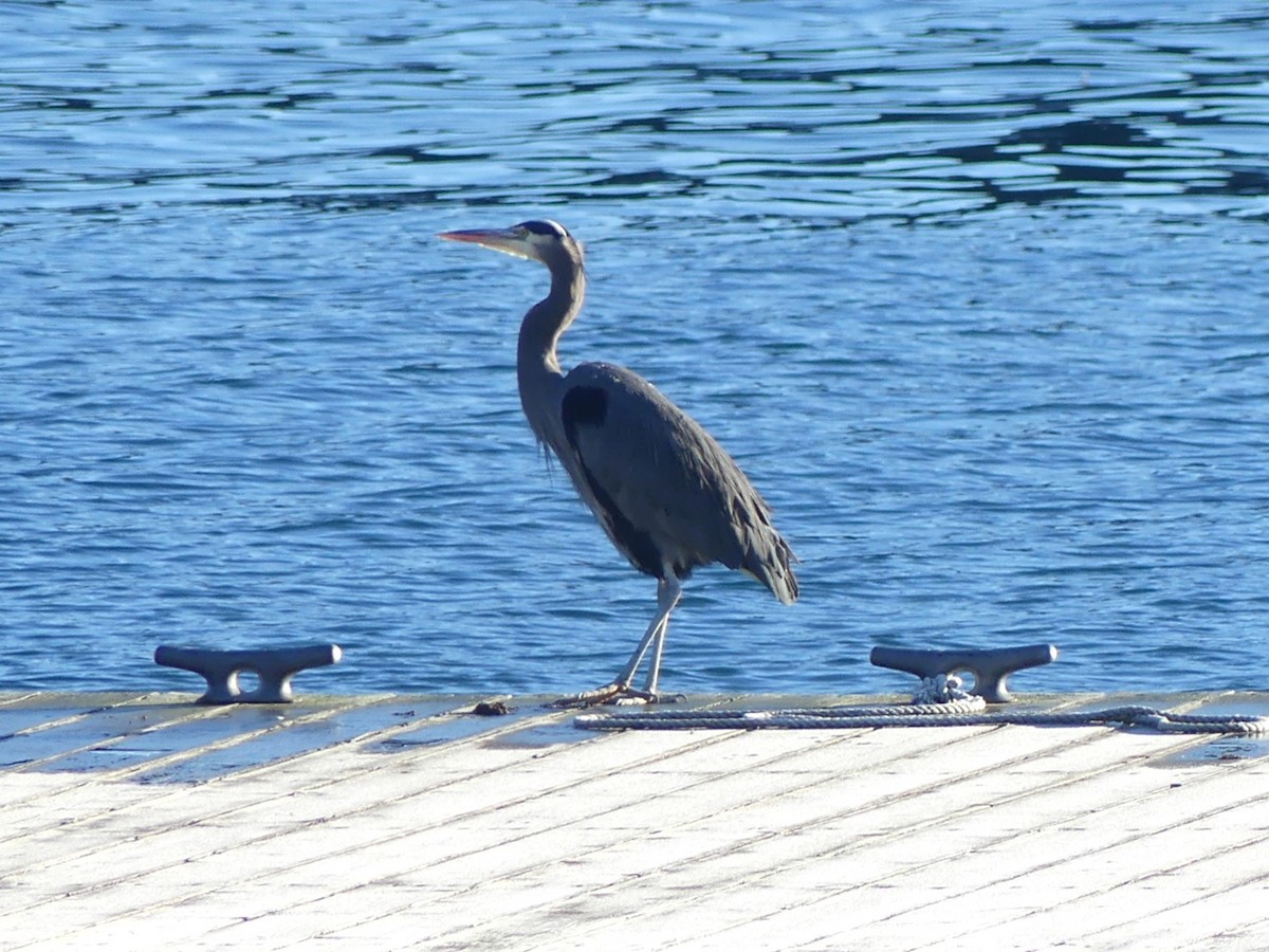 Great Blue Heron - ML613583694