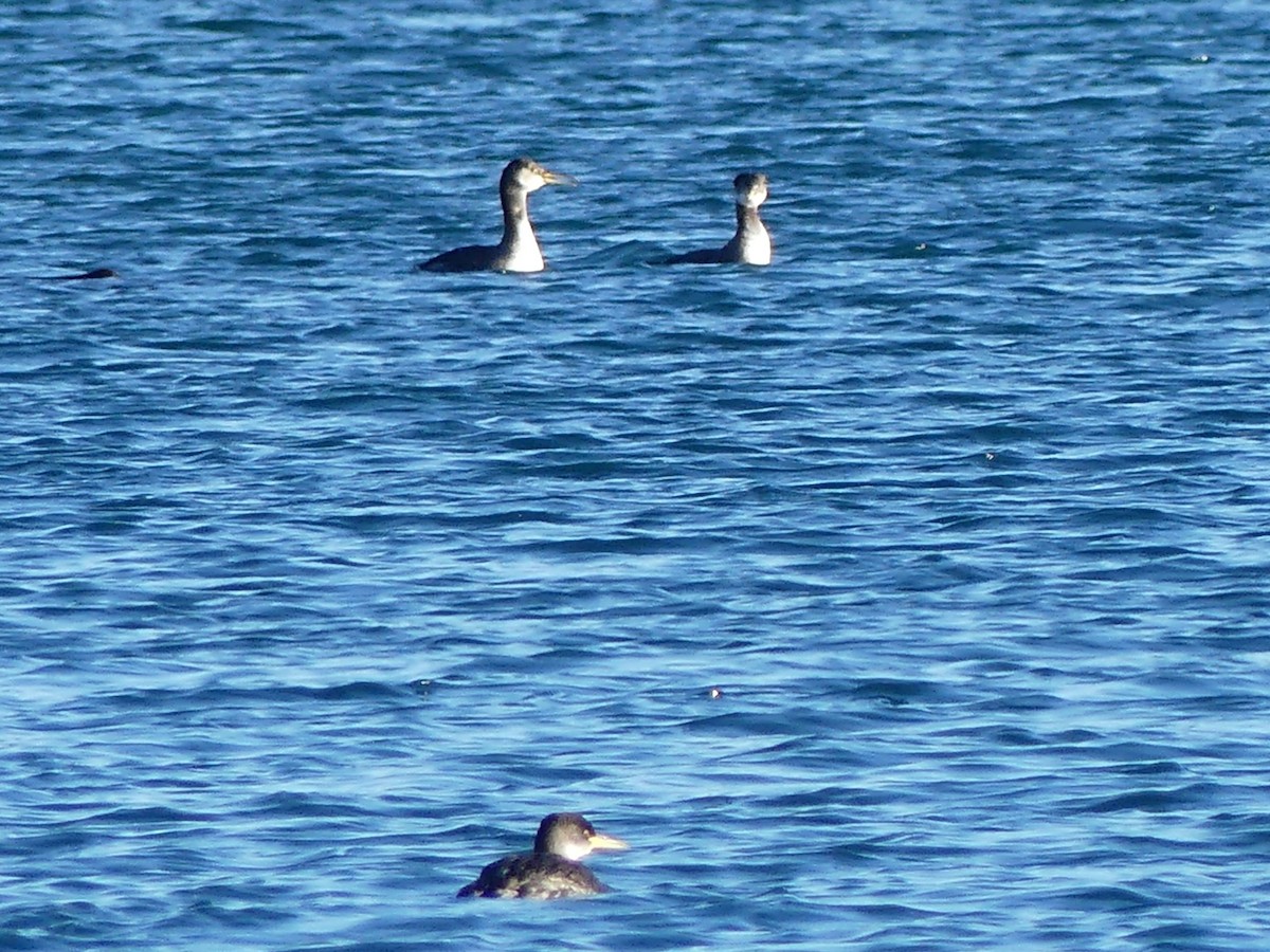 Red-necked Grebe - ML613583705