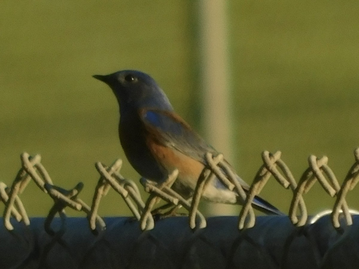 Western Bluebird - ML613583706