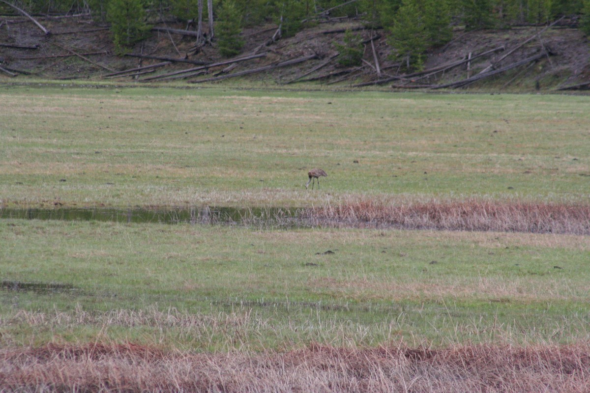 Sandhill Crane - Matt Fischer