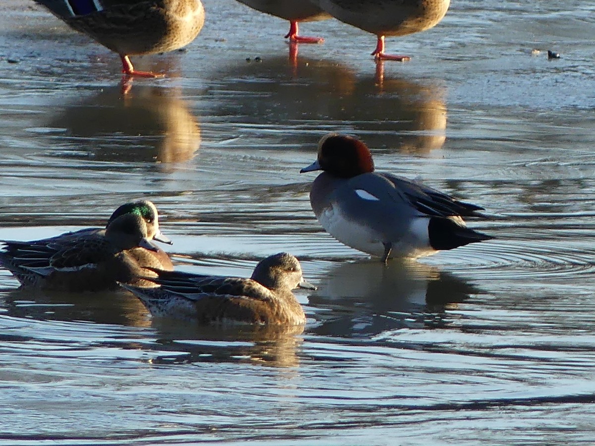 Eurasian Wigeon - ML613583735