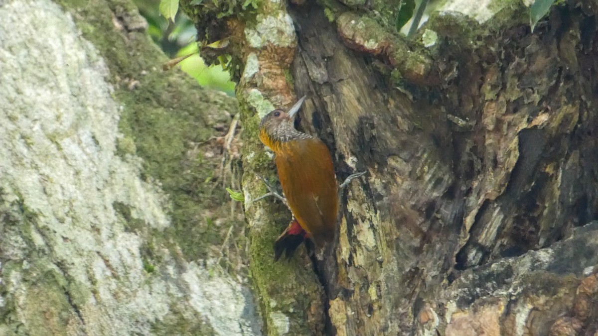 Red-rumped Woodpecker - Roberto  Garrigues