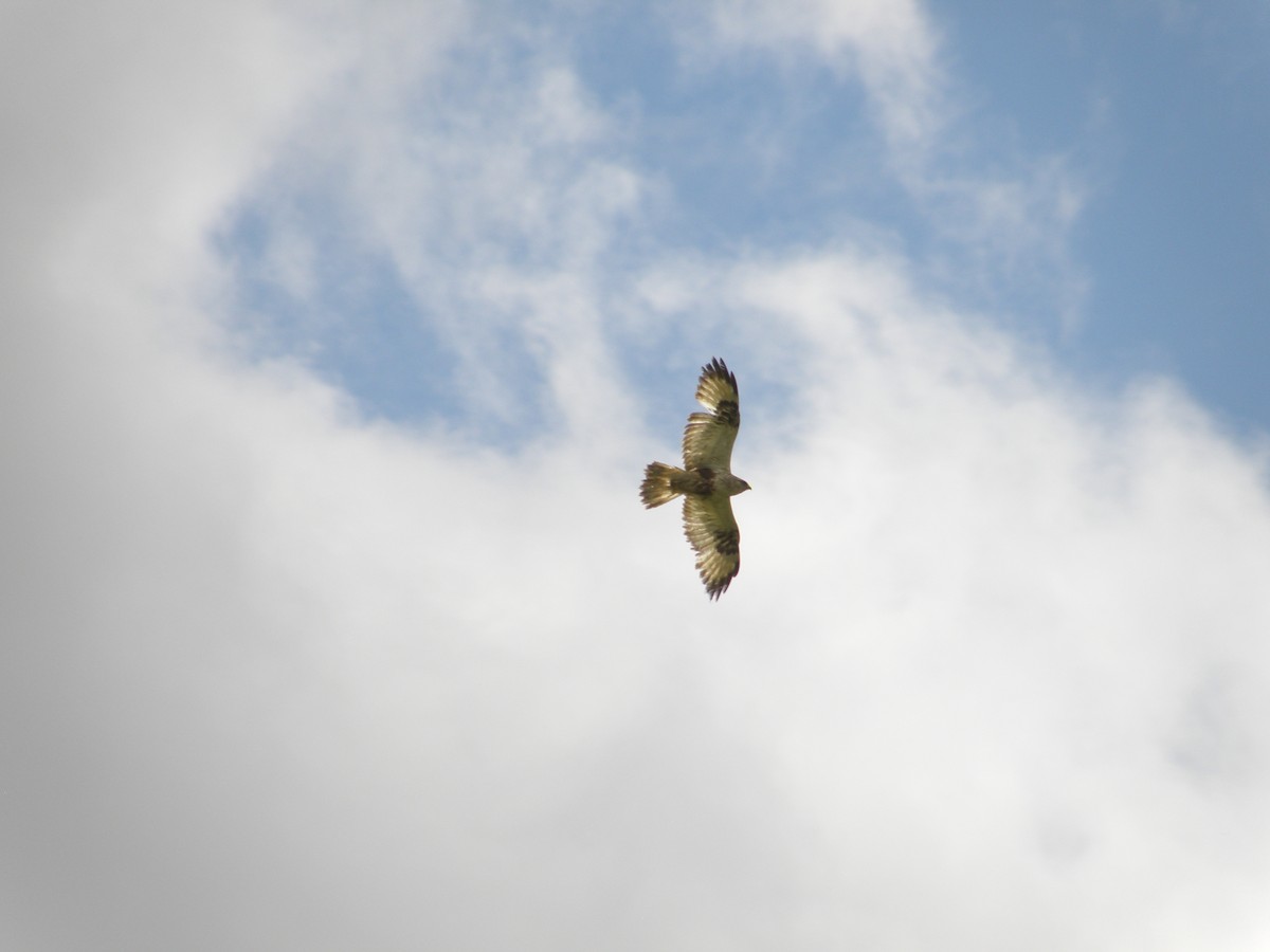 Rough-legged Hawk - ML613584142