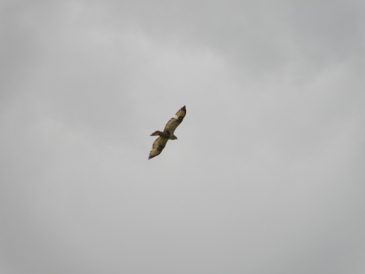 Rough-legged Hawk - Ted Nanninga