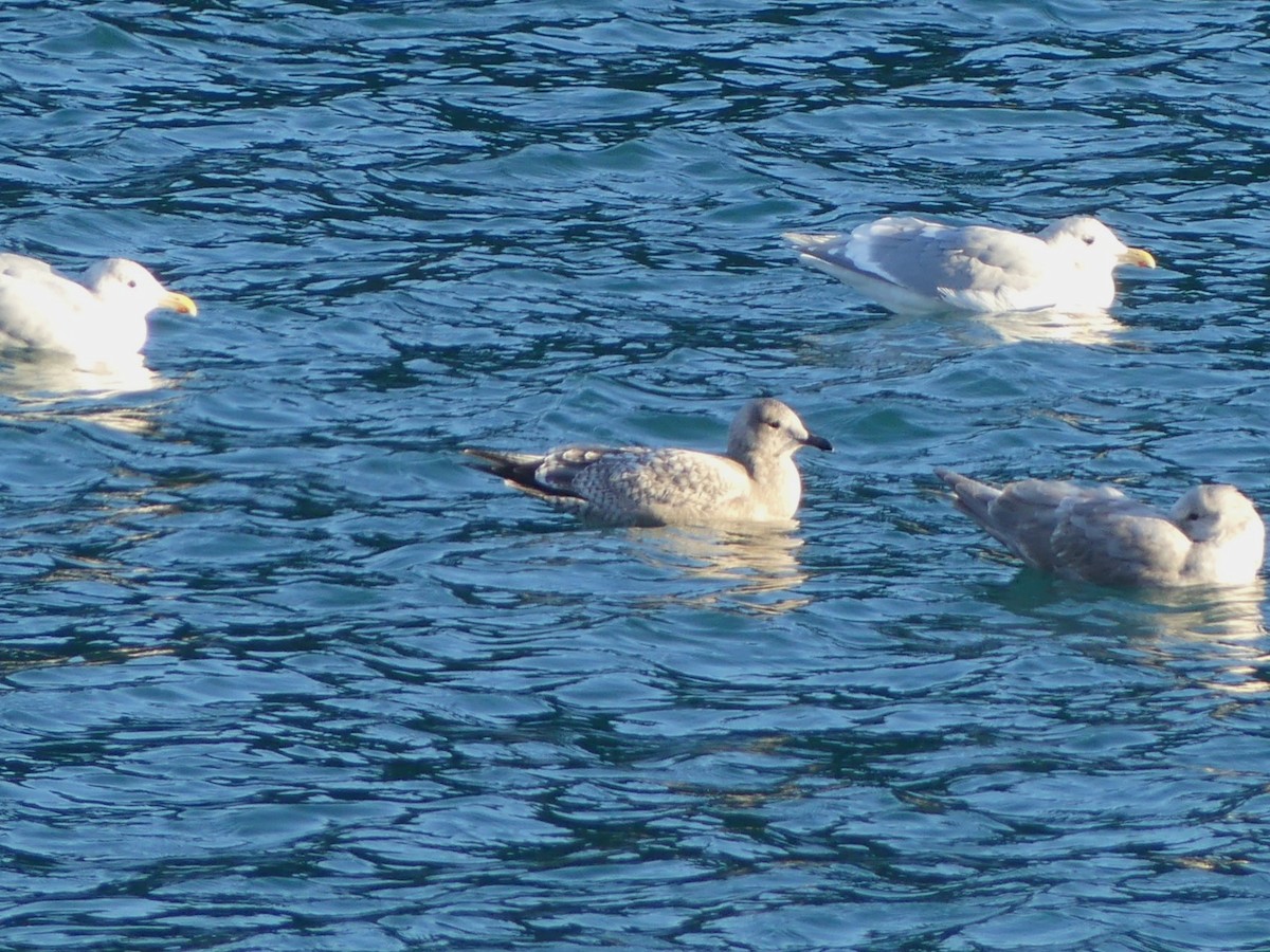 Iceland Gull - ML613584175