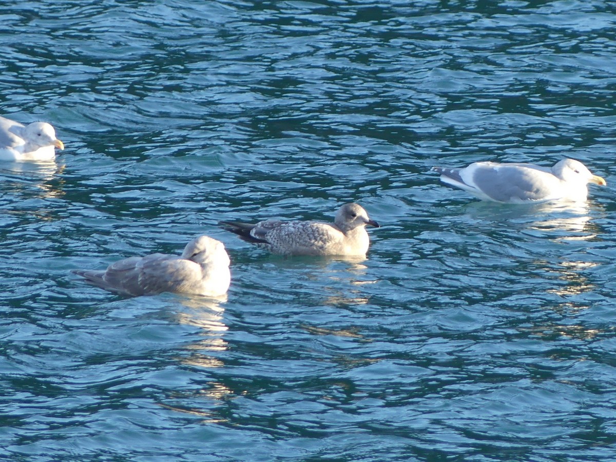 Iceland Gull - ML613584176