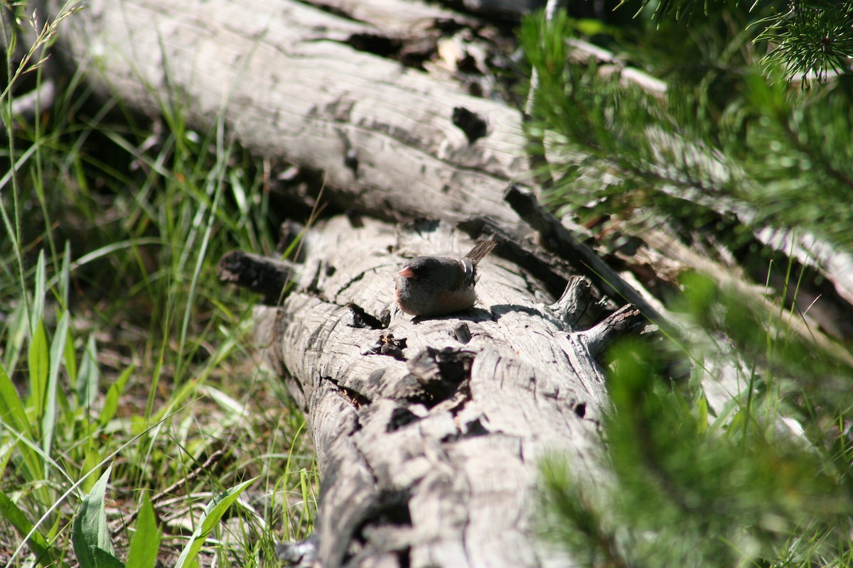 ユキヒメドリ - ML613584230