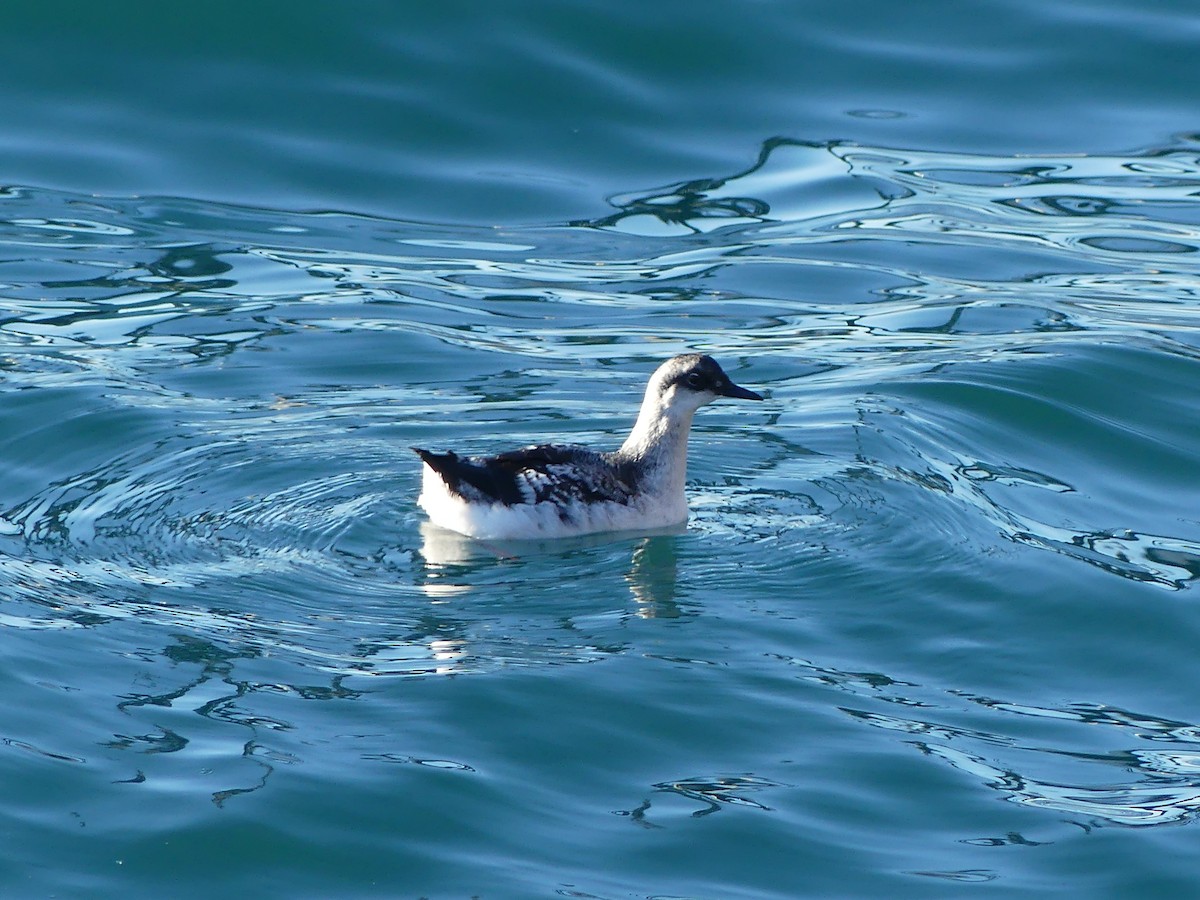 Pigeon Guillemot - ML613584239