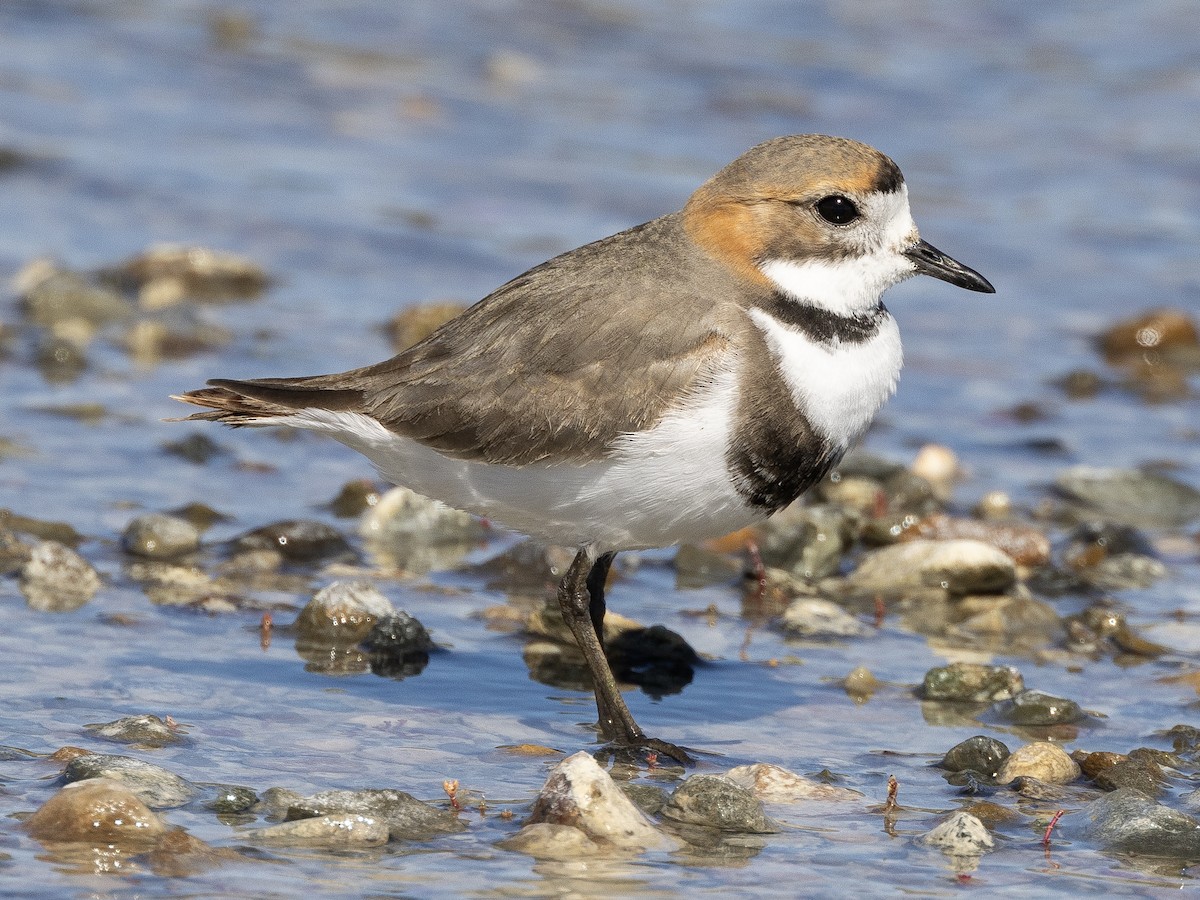 Two-banded Plover - Peter Kondrashov