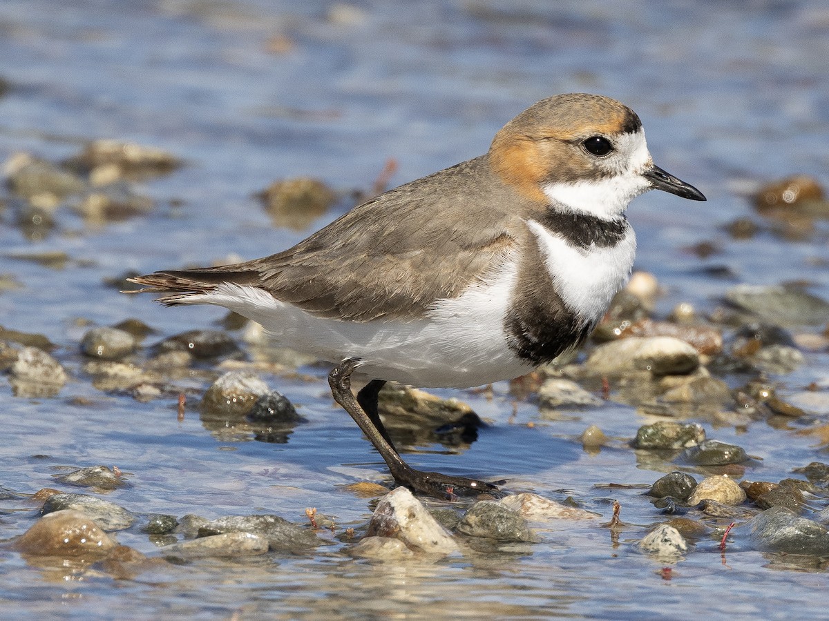 Two-banded Plover - Peter Kondrashov