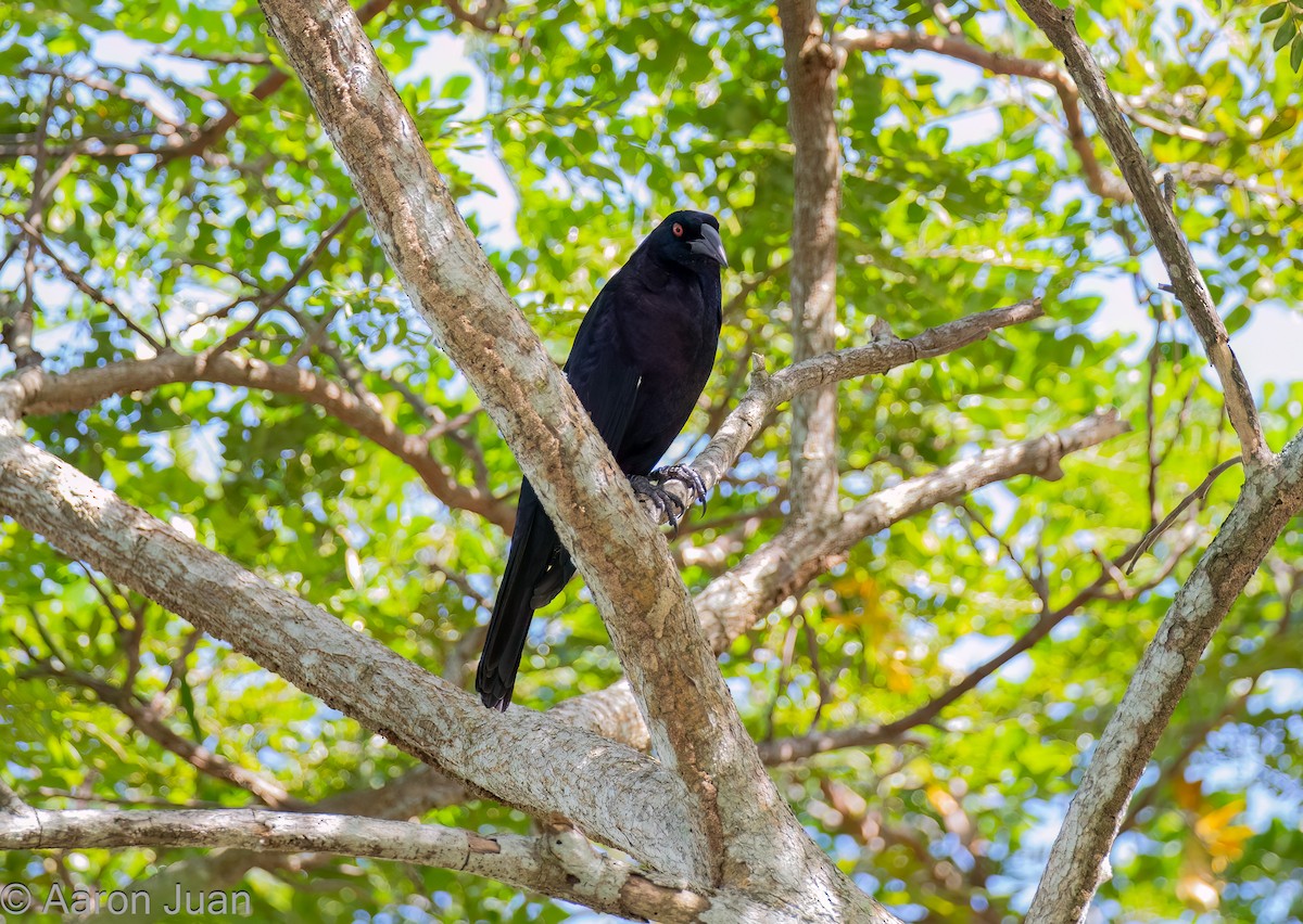 Giant Cowbird - ML613584353